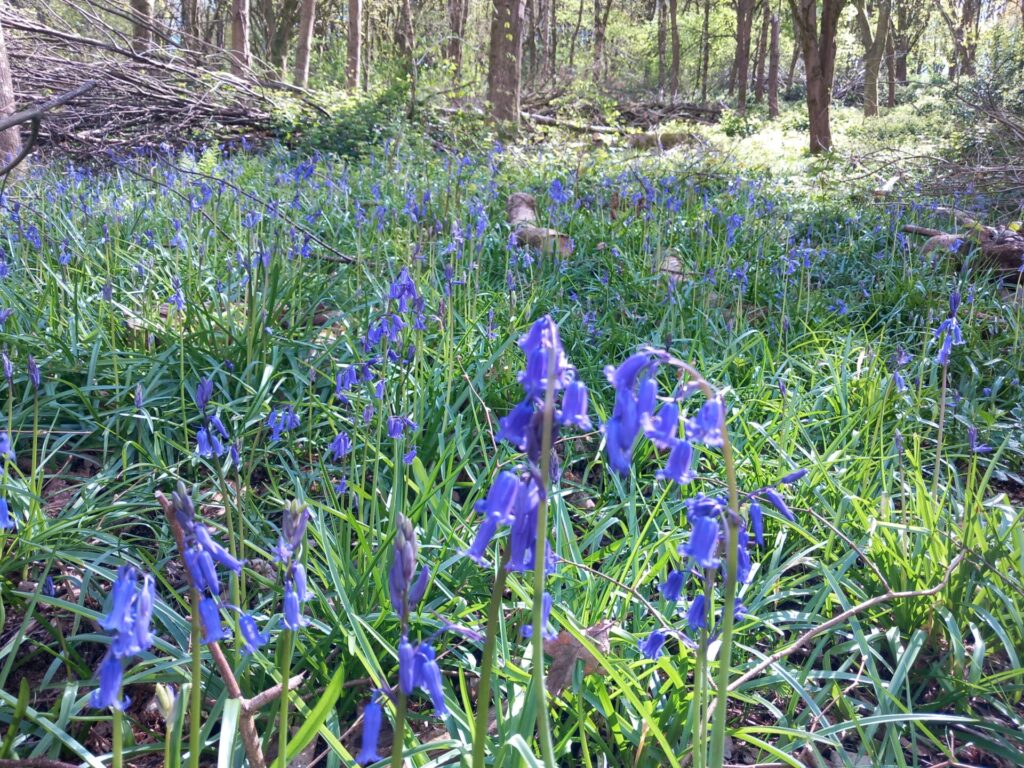 Bluebells at Herne Hill Nature Reserve