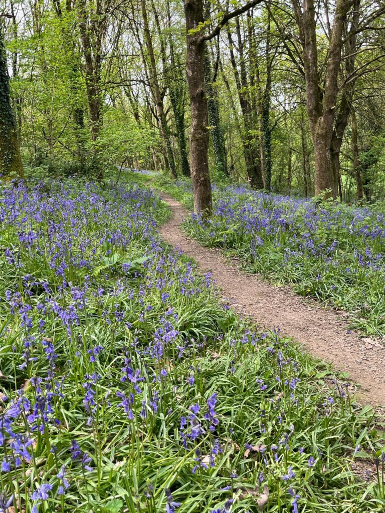 Bluebells at Herne Hill Nature Reserve